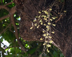 Dendrobium macrostachyum