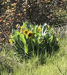 Wyethia helenioides