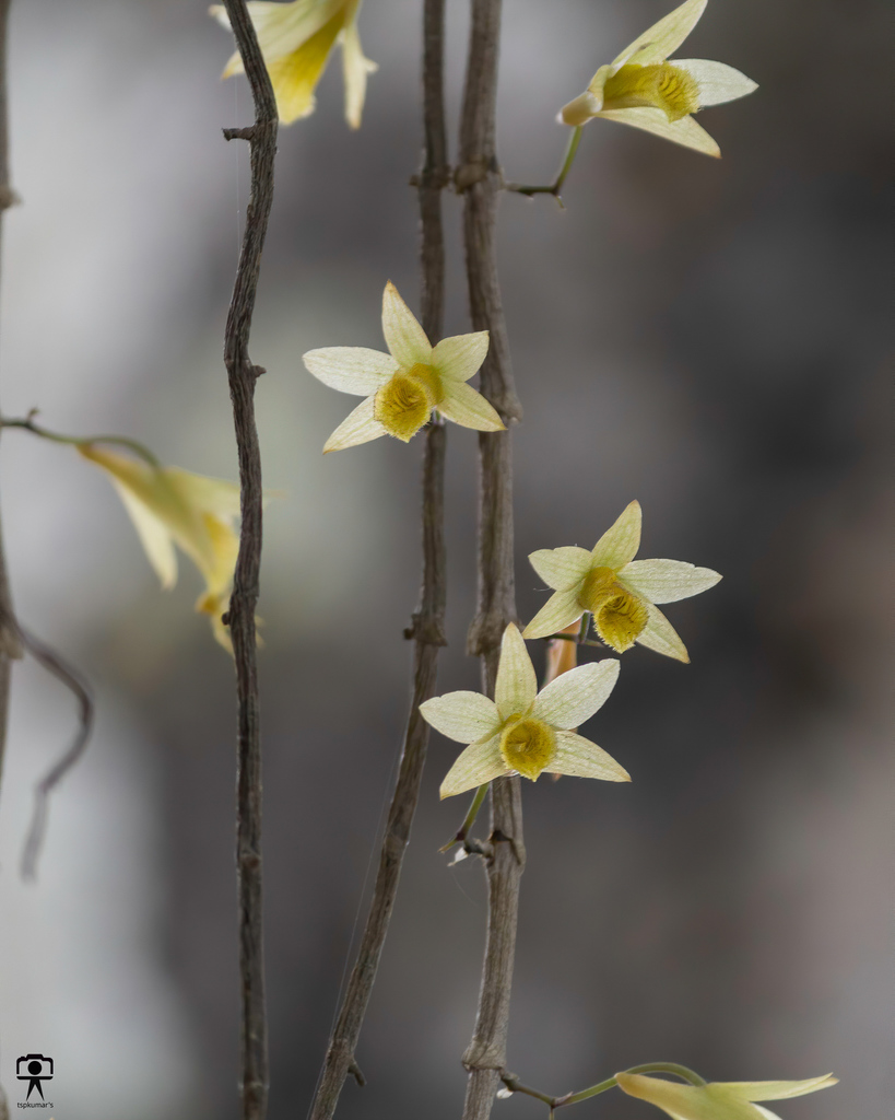 Dendrobium macrostachyum Lindl. 2