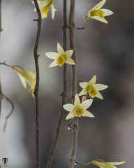 Dendrobium macrostachyum