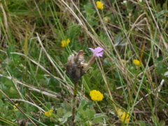 Petrorhagia nanteuilii