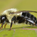 Common Eastern Bumble Bee - Photo (c) Ryan Hodnett, some rights reserved (CC BY-SA)