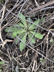 Thlaspi arvense