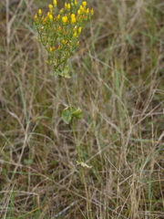 Blackstonia perfoliata