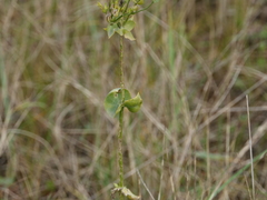 Blackstonia perfoliata