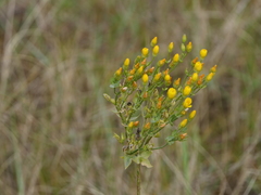 Blackstonia perfoliata