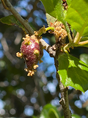 Callirhytis congregata