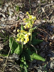 Primula elatior