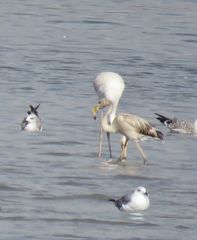 Phoenicopterus roseus