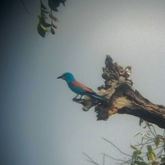 Coracias abyssinicus