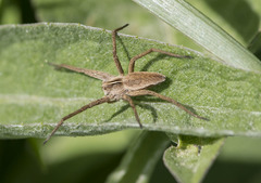Pisaura mirabilis