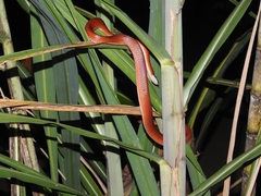 Pseudoboa
