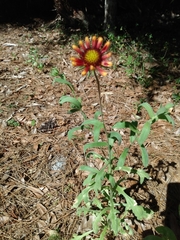 Gaillardia pulchella image