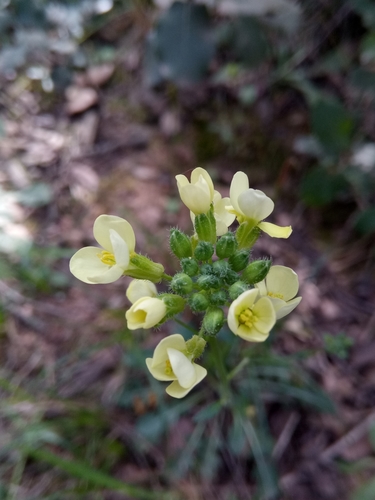 Image of Biscutella auriculata by (c) Karim Haddad, some rights reserved (CC BY)