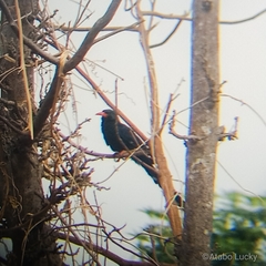 Phoeniculus purpureus