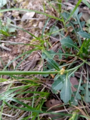 Biscutella auriculata image