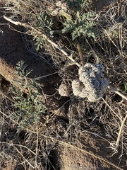 Lomatium nevadense