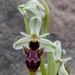 Ophrys scolopax apiformis - Photo 由 Karim Haddad 所上傳的 (c) Karim Haddad，保留部份權利CC BY