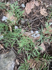 Lomatium geyeri
