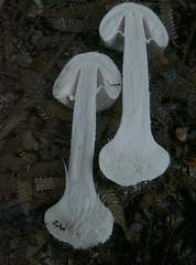 Amanita nothofagi