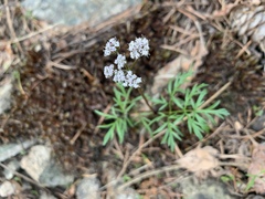 Lomatium geyeri