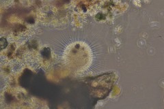 Actinosphaerium eichhornii