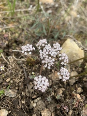 Lomatium geyeri