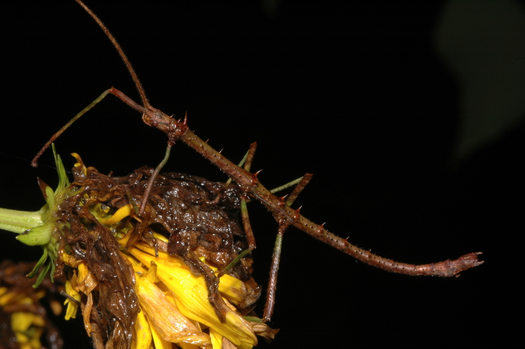 Sigaruphasma