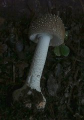 Amanita nothofagi
