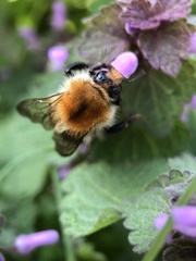 Bombus pascuorum