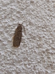 Semioscopis avellanella