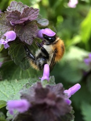 Bombus pascuorum