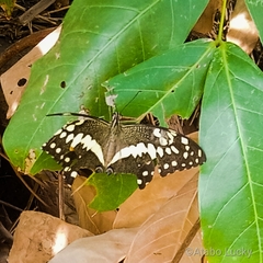 Papilio demodocus demodocus