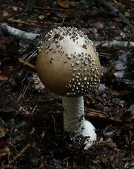 Amanita nothofagi
