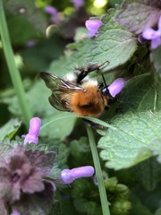 Bombus pascuorum