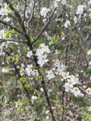 Prunus spinosa