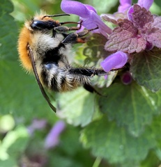Bombus pascuorum