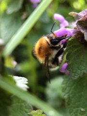 Bombus pascuorum