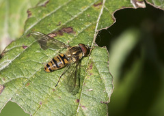 Episyrphus balteatus