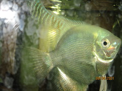 Pterophyllum