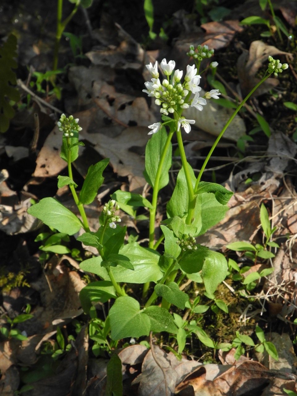 Cardamine bulbosa