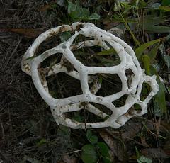 Ileodictyon cibarium