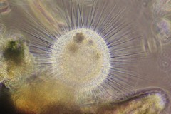 Actinosphaerium eichhornii