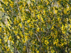 Genista anglica