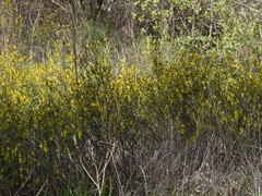 Genista anglica