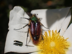 Pygopleurus kareli