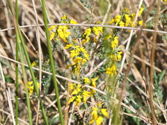 Genista anglica