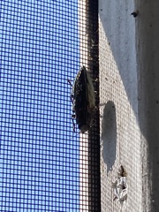 Chrysochroinae