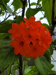 Cordia sebestena