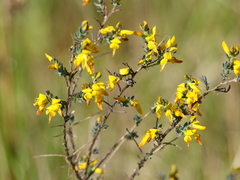 Genista anglica